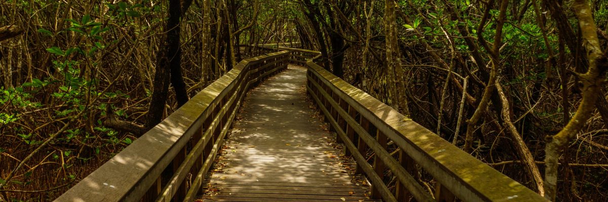 West Lake Trail in Everglades National Park in Florida, United States